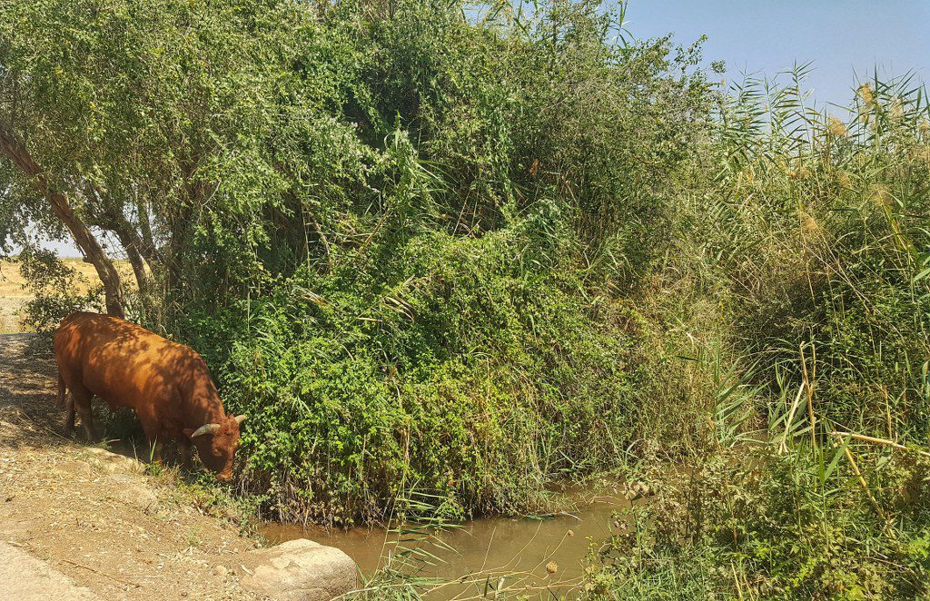 פארק המעיינות
