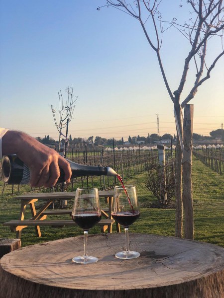 כוסות יין יקב חיטים