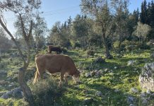 טיול בשביל המערות בחורבת החרמש