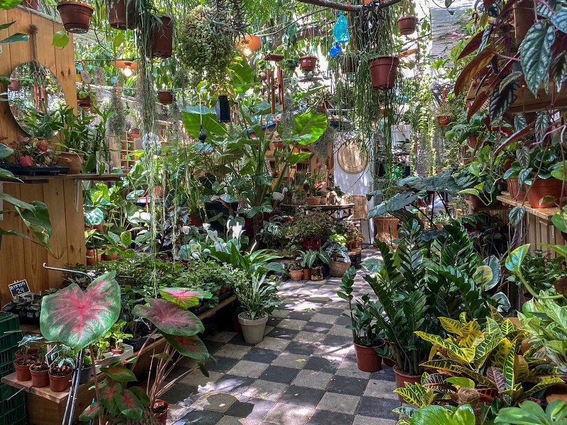 משתלת אוזן פיל