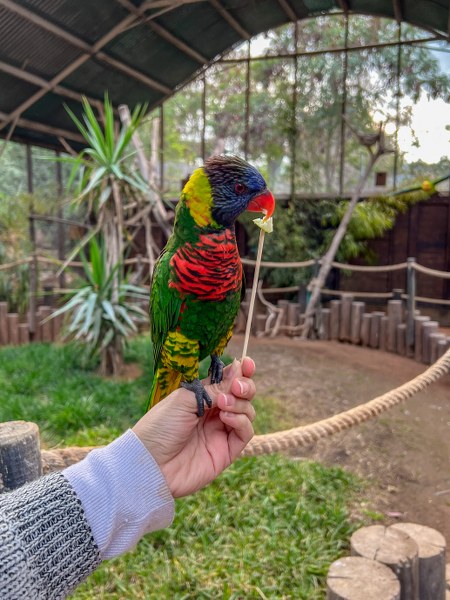 האכלת תוכיף מכף היד בגן גורו
