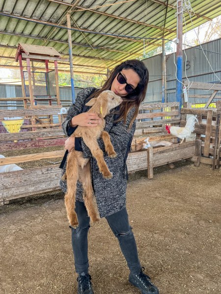 גדי בעיזה פזיזה