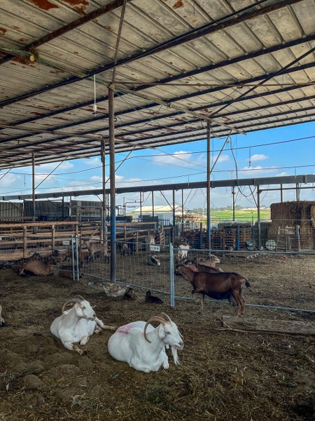 משק צבן עיזה פזיזה